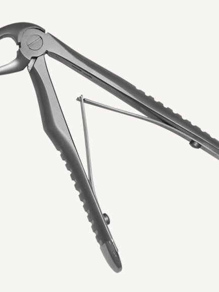 Lower Incisors And Canines