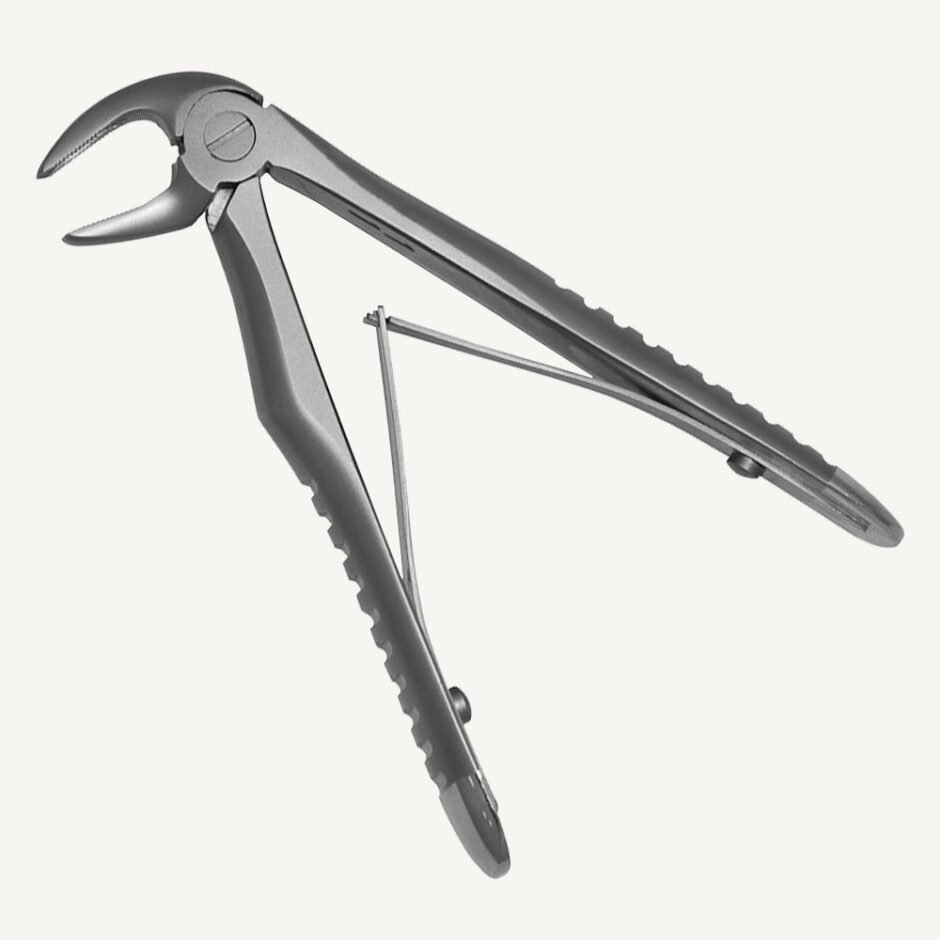 Lower Incisors And Canines