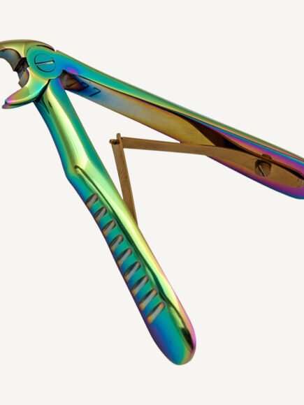 Lower Incisors And Canines